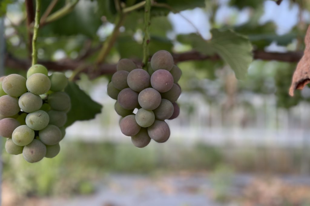 竜宝の色づき良好！