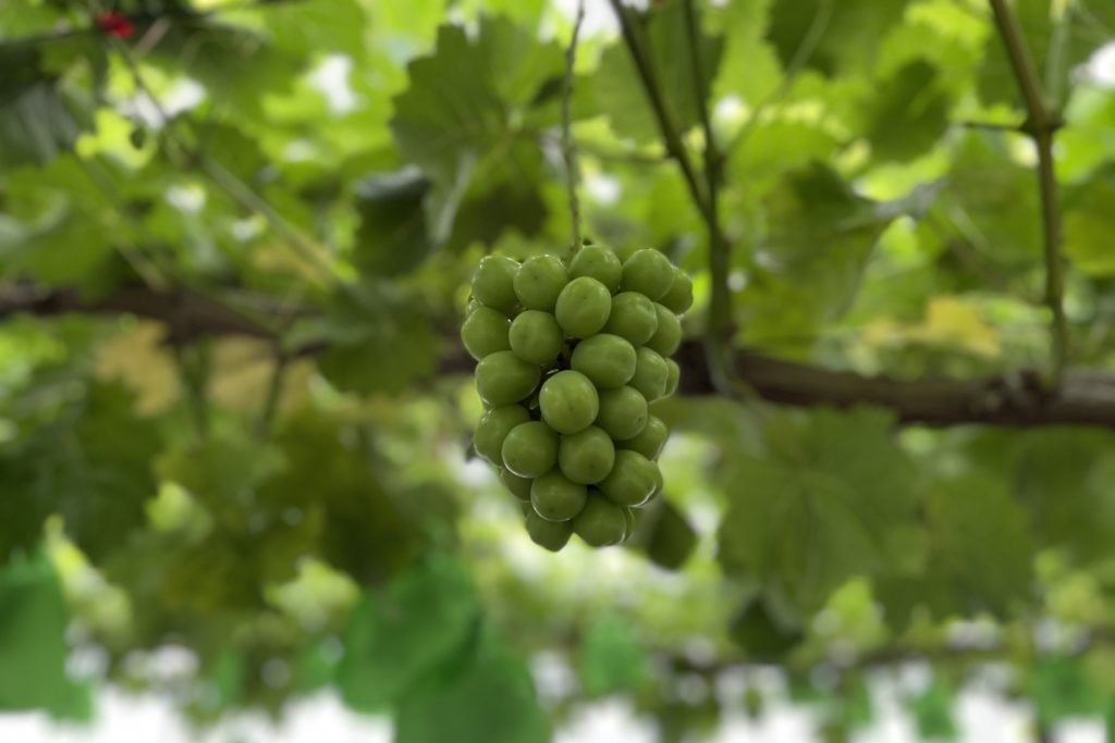 シャインマスカットが大きく成長中！