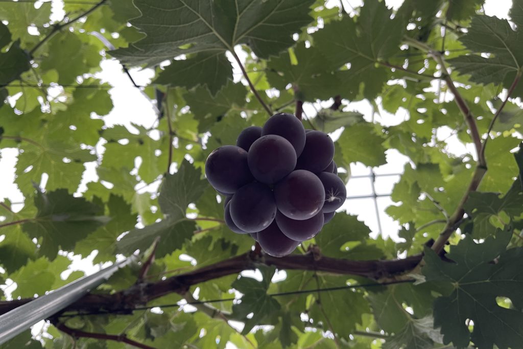 あづましずくの糖度向上中！！