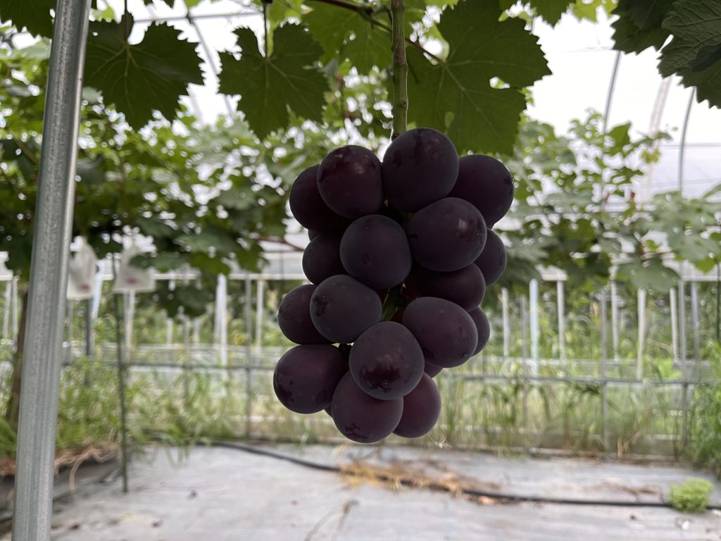 あづましずくの収穫時期が決定⁉