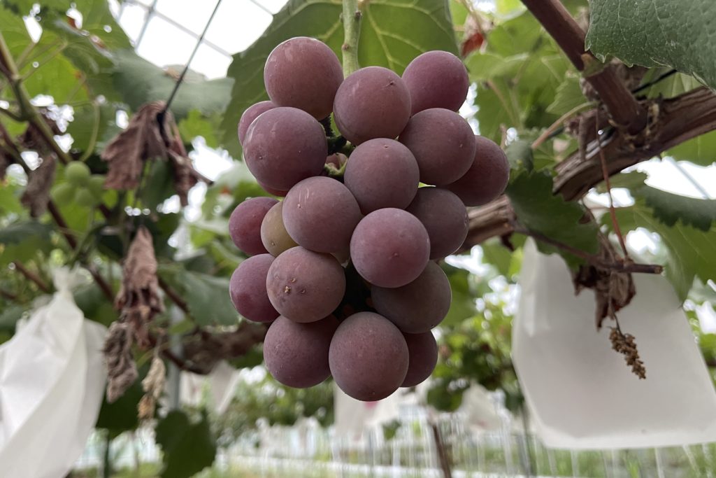 ブドウへミネラルチャージ！