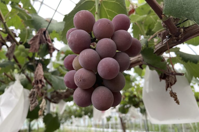 竜宝も着色が進んできます。