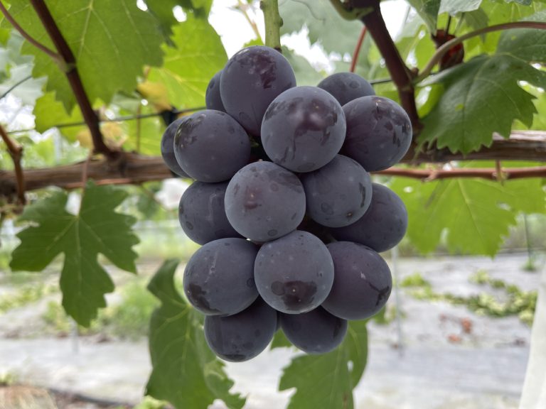 暑い続くよどこまでも