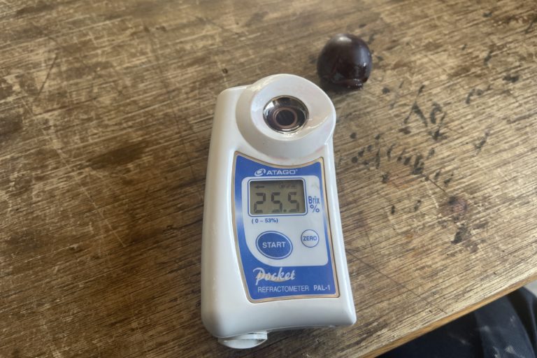 あづましずくの試し取り！糖度も抜群！！