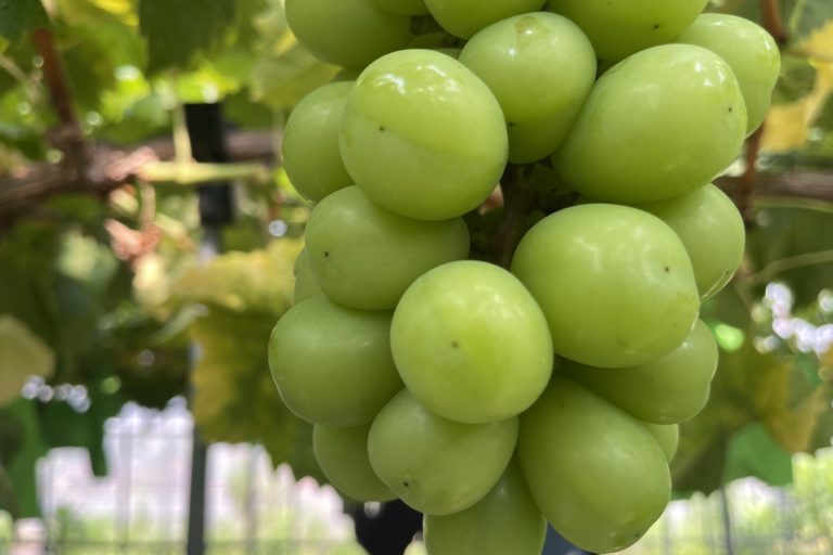 POPの作成難しい。