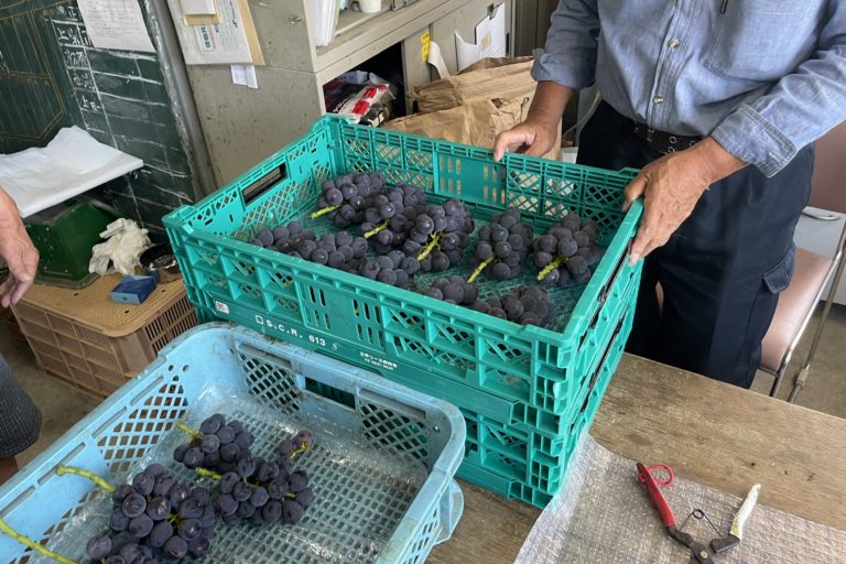 竜宝の出荷がそろそろ！！