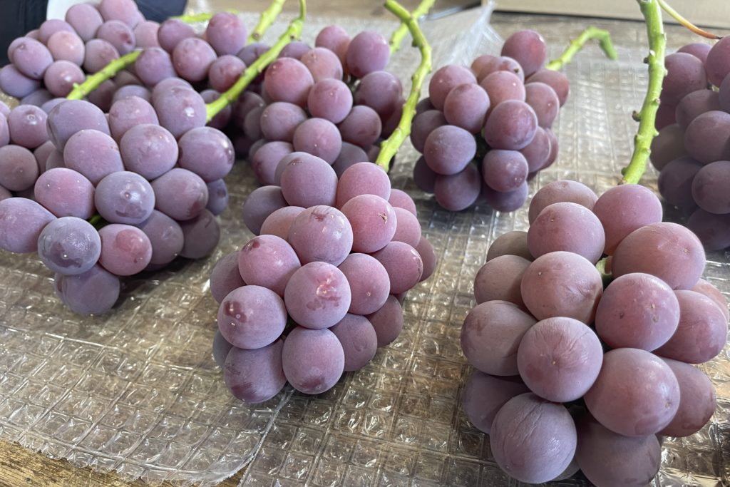 竜宝の試し収穫！香りと甘酸っぱさが最高です！