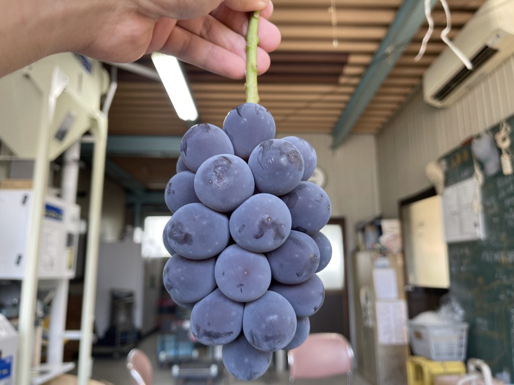 お盆の台風。無事に乗り切れそう