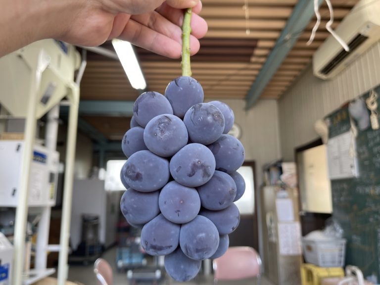 お盆の台風。無事に乗り切れそう