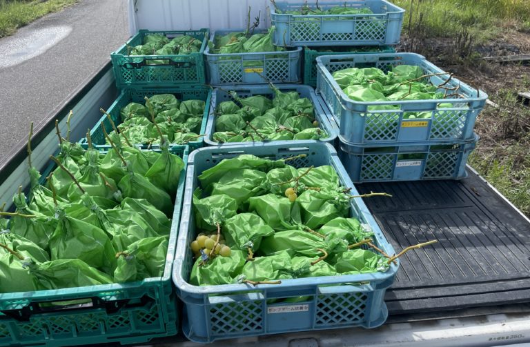 ブドウの包装方法に悪戦苦闘