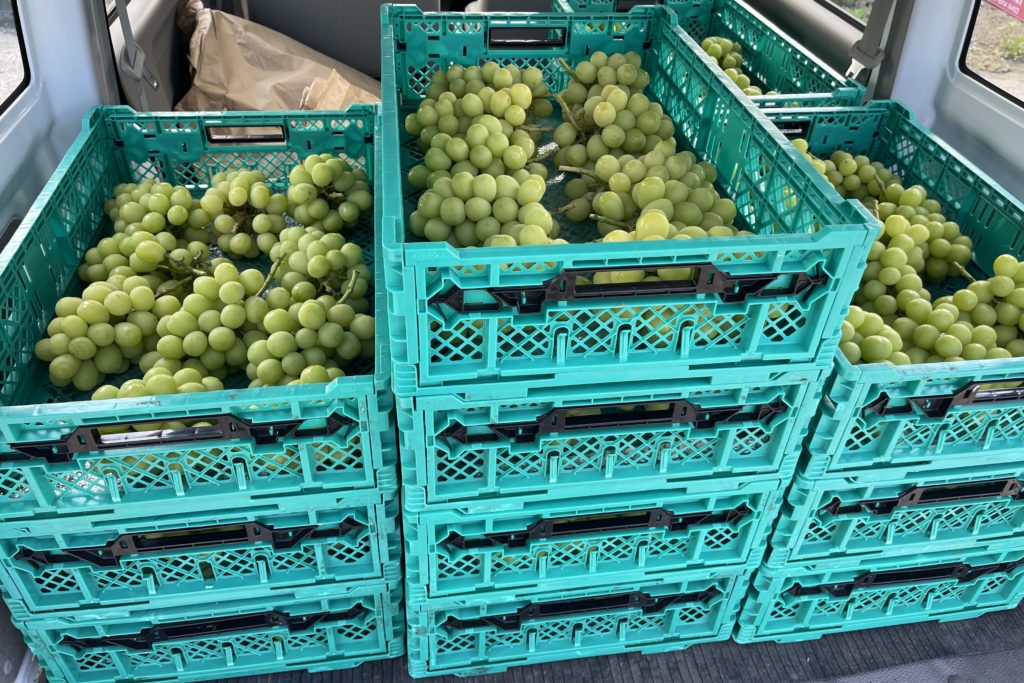 久しぶりの更新。シャインマスカットに稲刈り開始。時々ドローン。