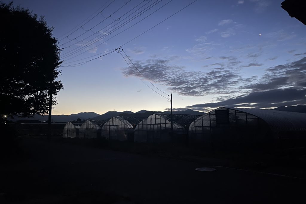 ブドウの収穫が終了し、稲刈り最盛期！！