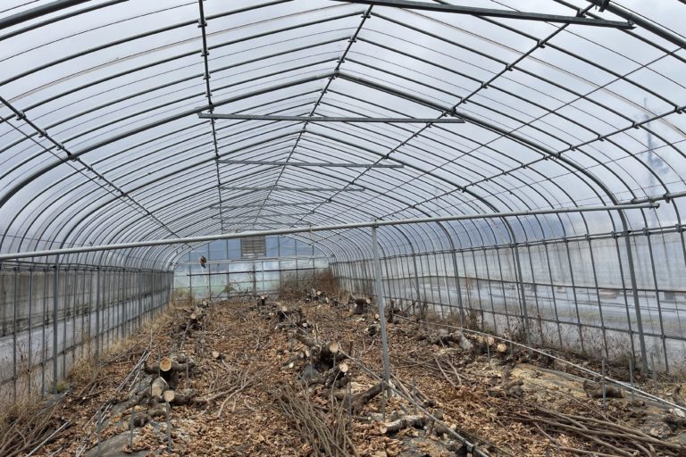 ブドウの規模拡大