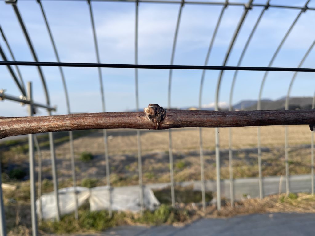 今年は菜種梅雨！！