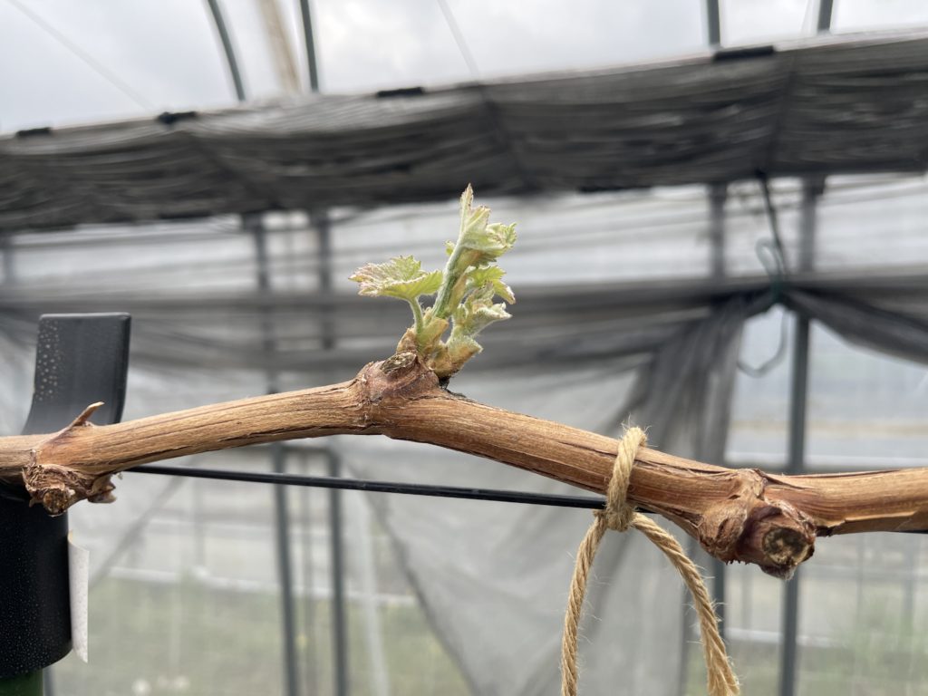 ブドウの萌芽期に突入！！中山農園シーズン始動！！