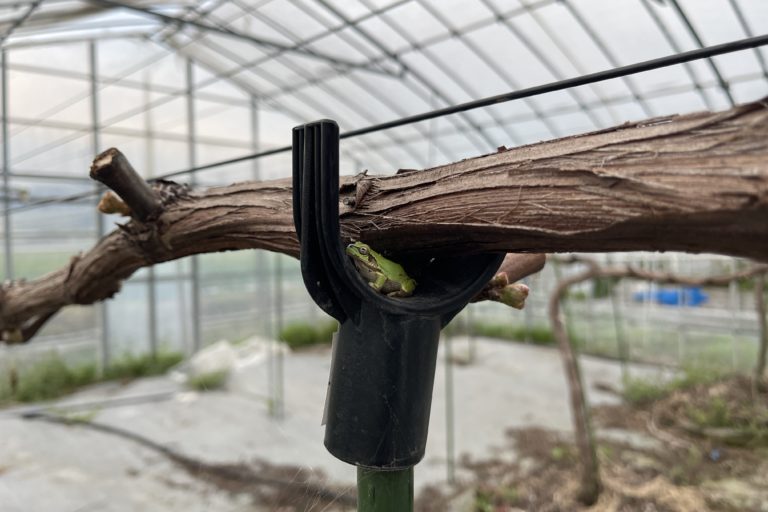 ブドウの設備保守点検。