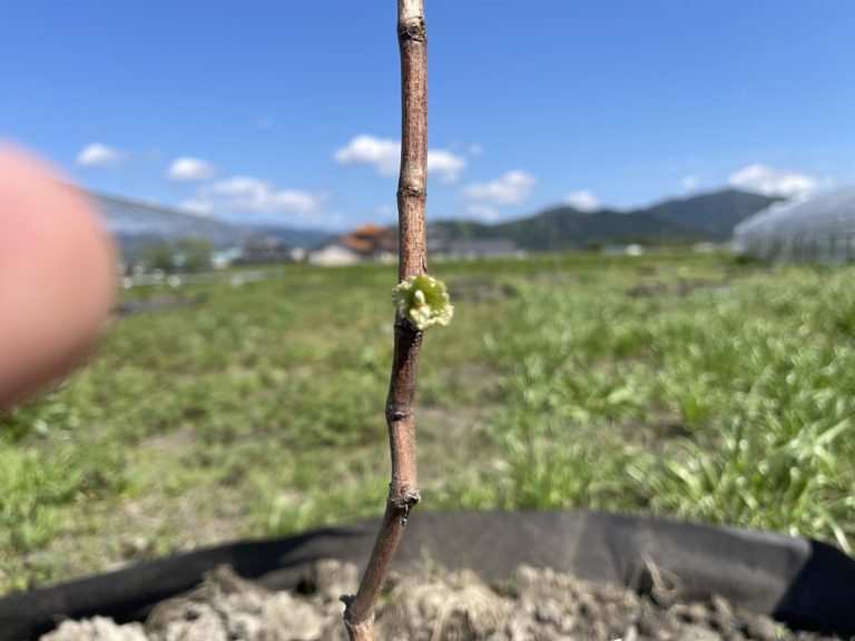 マスカサーティーン、グロースクローネの発芽確認！！