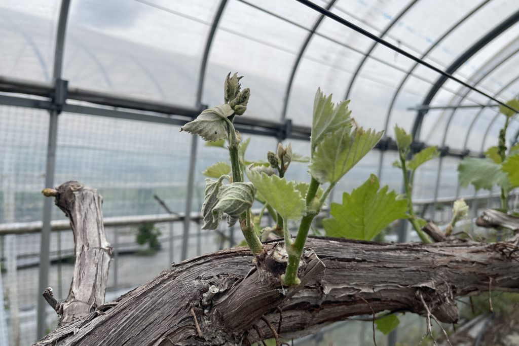 竜宝と藤稔がすくすく成長中！！