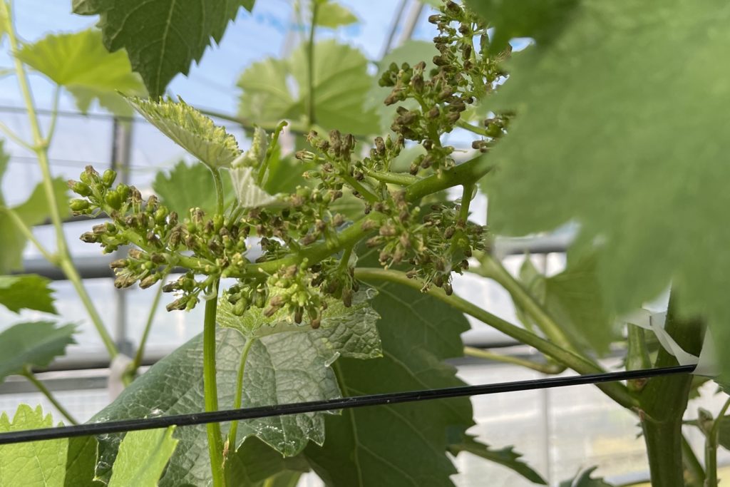 ブドウの種抜き処理が始まります！！