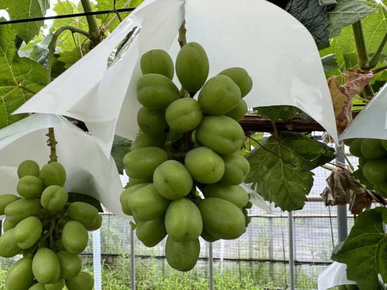 シャインマスカットの肥大は順調です！！