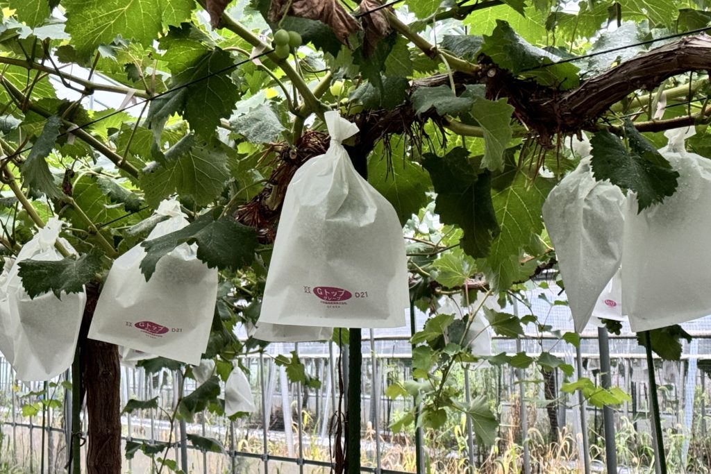 あづましずくが収穫近し！？