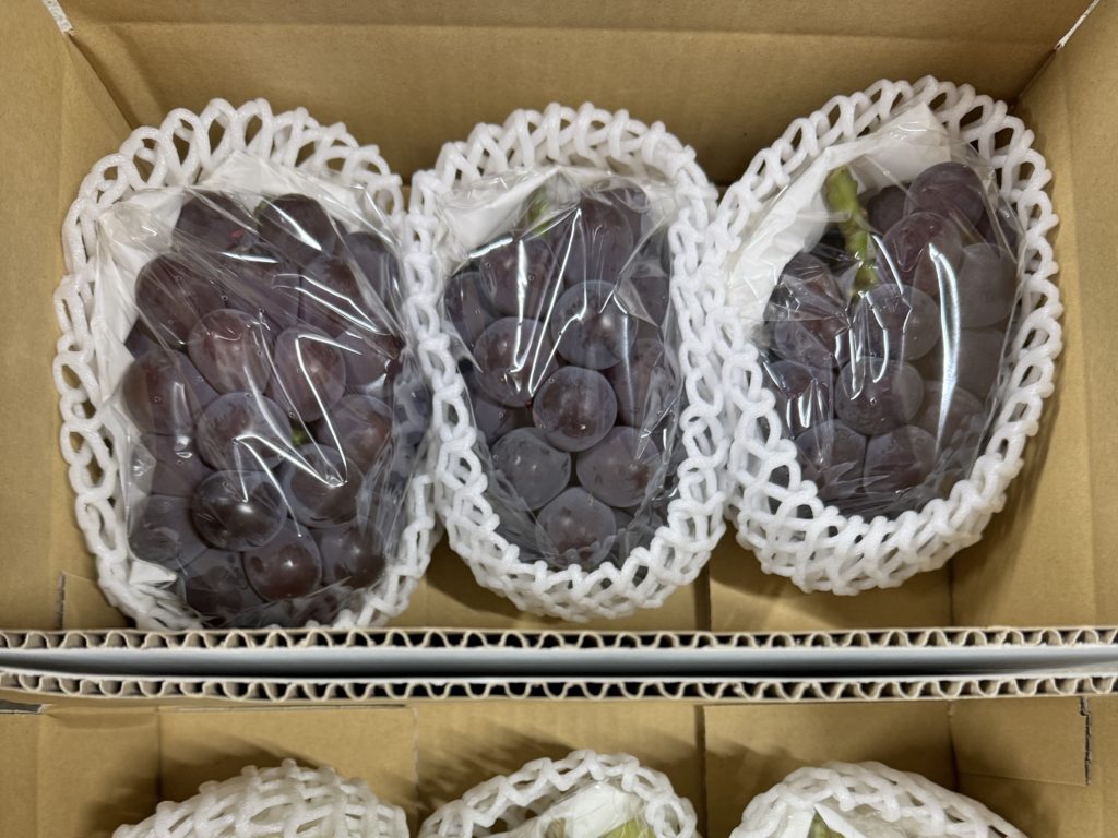 藤稔を絶賛収穫中！！