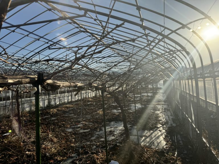 仕事始め！！ブドウの剪定始めました！