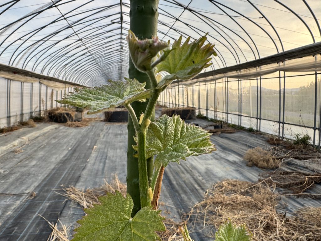 滋賀で１番美味しいブドウを目指して　～４月１２日　ブドウハウスを緊急補修～