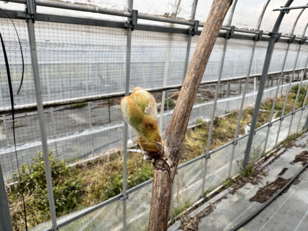 今年も美味しいブドウを収穫するぞ！！