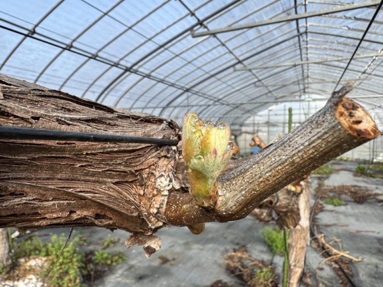 滋賀で2番目に美味しいブドウを目指して　～４月１５日　想定外の雹が降る編～