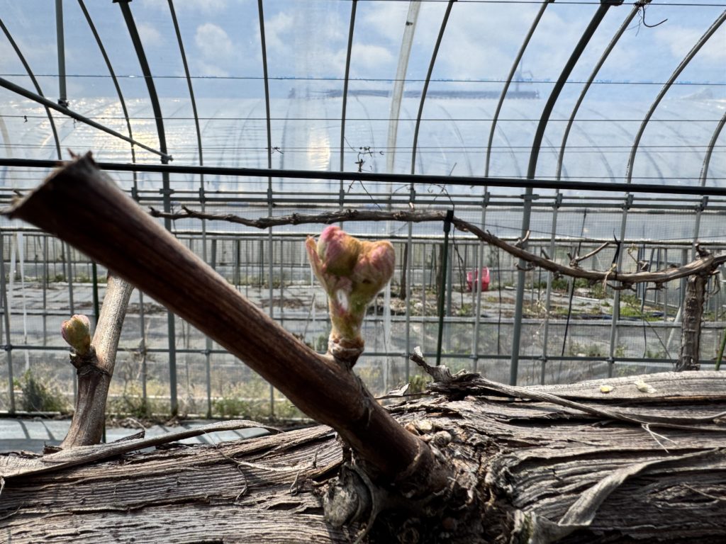 滋賀で２番目に美味しいブドウを目指して～発芽直前！！～