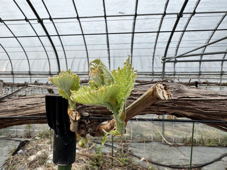 滋賀で２番目に美味しいブドウを目指して～４月１９日　ハウスシャインマスカットの花穂を発見～