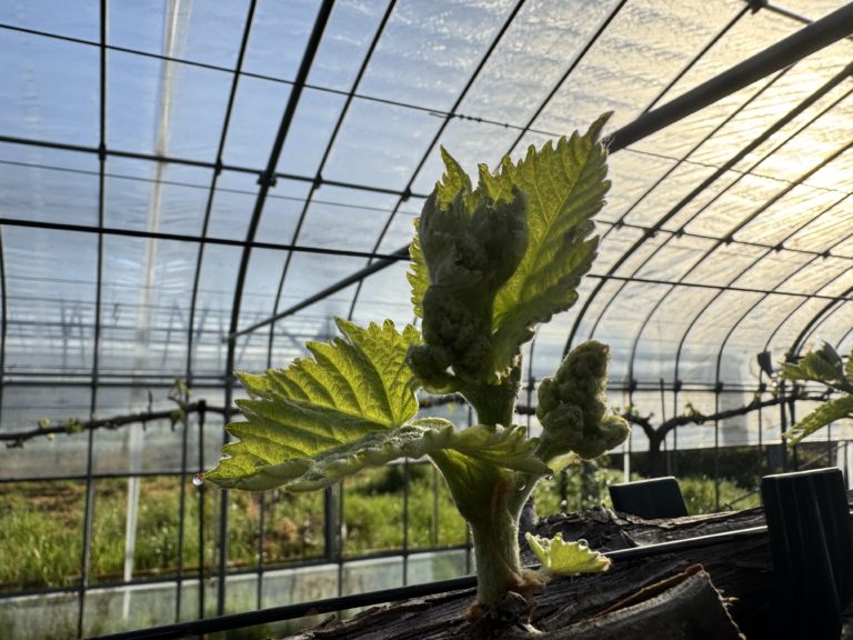 滋賀で２番目に美味しいブドウを目指して～あづましずくが急成長！～