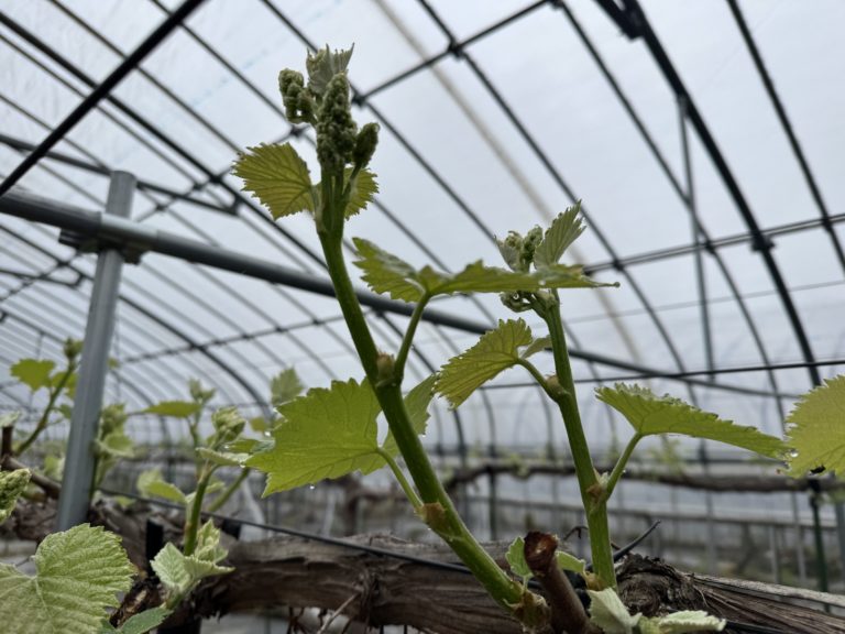 滋賀で２番目に美味しいブドウを目指して～４月27日芽かき編！！～