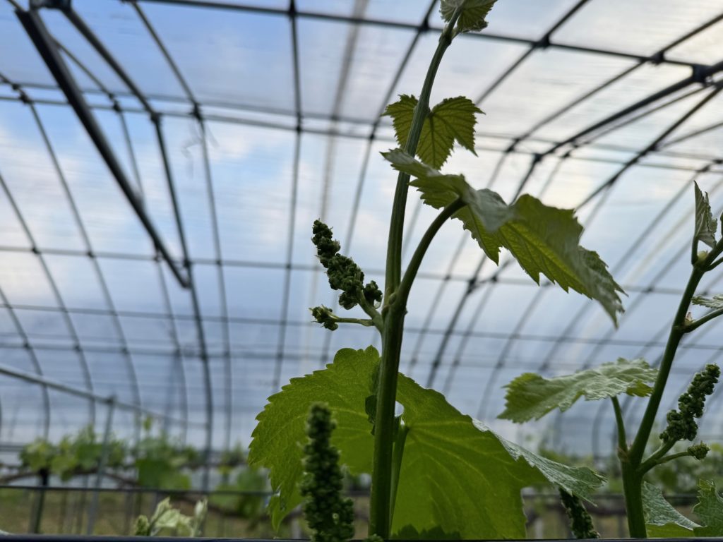 滋賀で２番目に美味しいブドウを目指して～4月29日ハウスシャインマスカット摘穂しました～