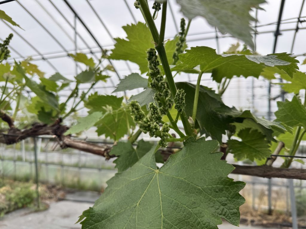 滋賀で２番目に美味しいブドウを目指して～5/4シャインマスカット摘心・花穂整形編！！～