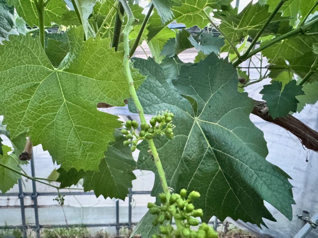 滋賀で２番目に美味しいブドウを目指して～ハウスシャインマスカット開花宣言！！～