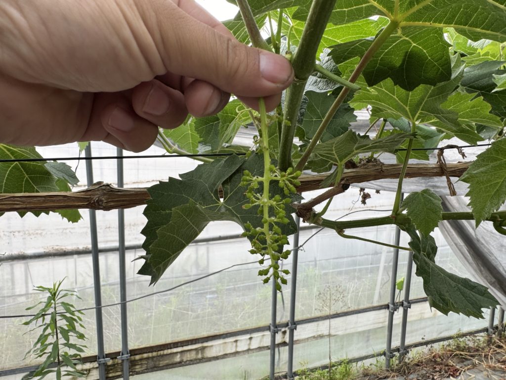 滋賀で２番目に美味しいブドウを目指して～シャインマスカットと竜宝が満開編～