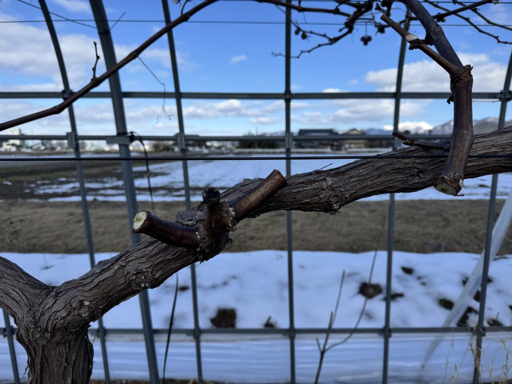 令和8年産のブドウ栽培始まりました！！～滋賀・甲良町で２番目に美味しいブドウを目指して～